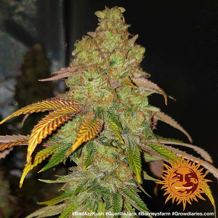 Barney's Farm - Bad Azz Kush (fem.)