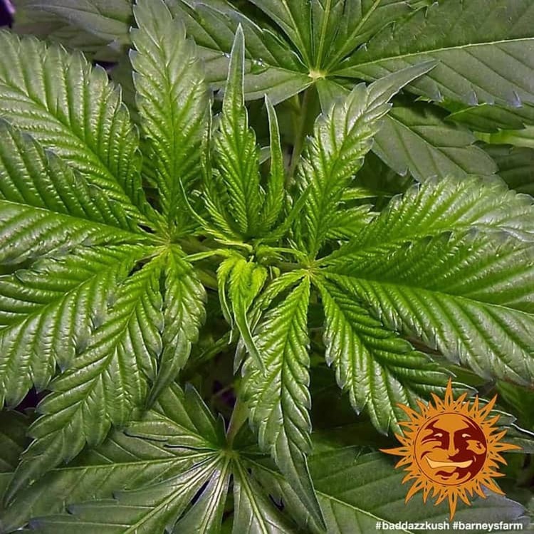 Barney's Farm - Bad Azz Kush (fem.)