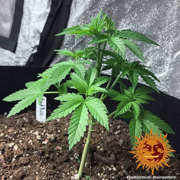Barney's Farm - Bad Azz Kush (fem.)