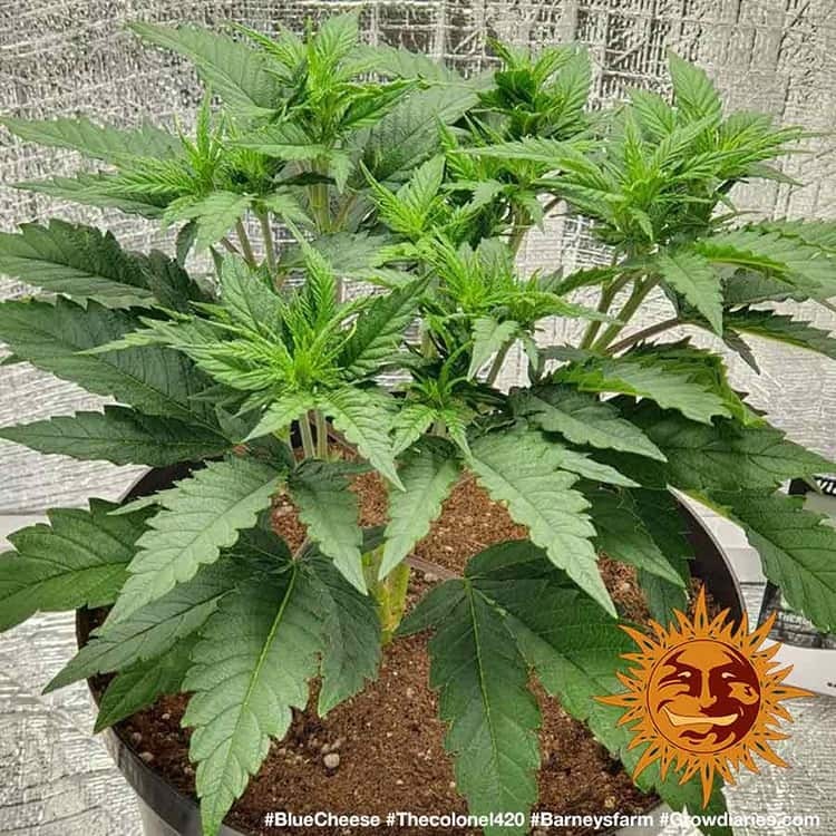 Barney's Farm - Blue Cheese aka Blueberry Cheese (fem.)
