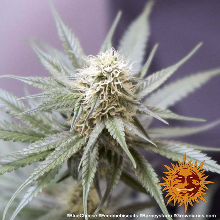 Barney's Farm - Blue Cheese aka Blueberry Cheese (fem.)