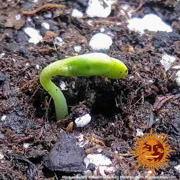 Barney's Farm - Blue Cheese Auto (auto/fem.)