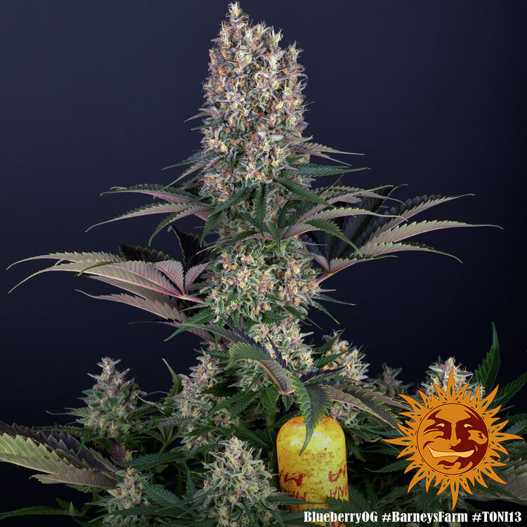 Barney's Farm - Blueberry OG (fem.)