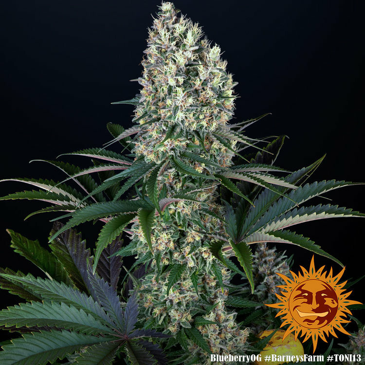 Barney's Farm - Blueberry OG (fem.)