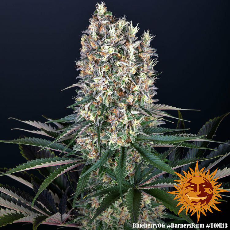Barney's Farm - Blueberry OG (fem.)