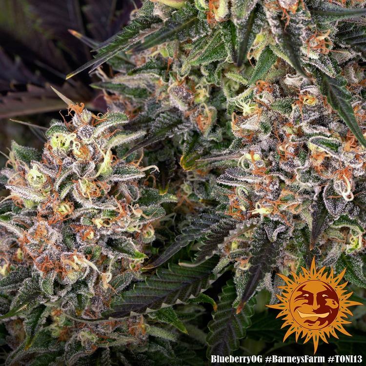 Barney's Farm - Blueberry OG (fem.)