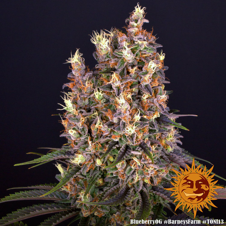 Barney's Farm - Blueberry OG (fem.)