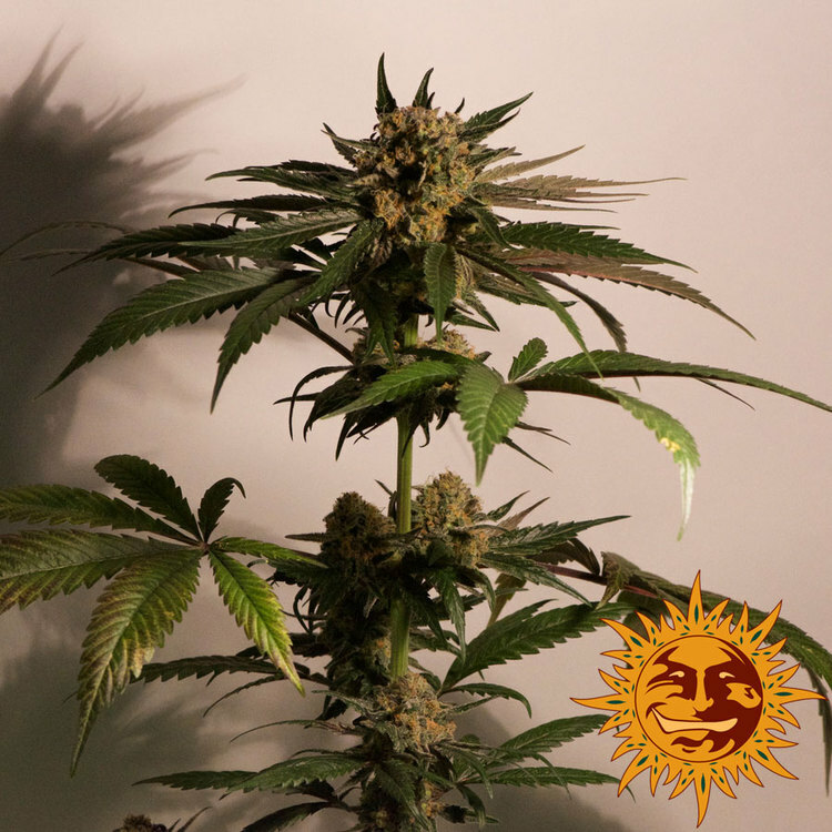 Barney's Farm - CBD Blue Shark (fem.)