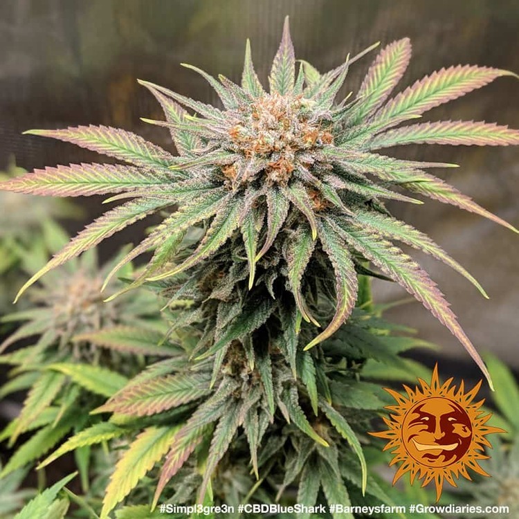 Barney's Farm - CBD Blue Shark (fem.)