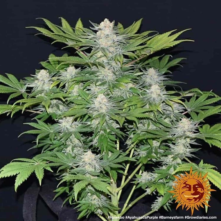 Barney's Farm - Ayahuasca Purple (fem.) Barney's Farm - Ayahuasca Purple (fem.)