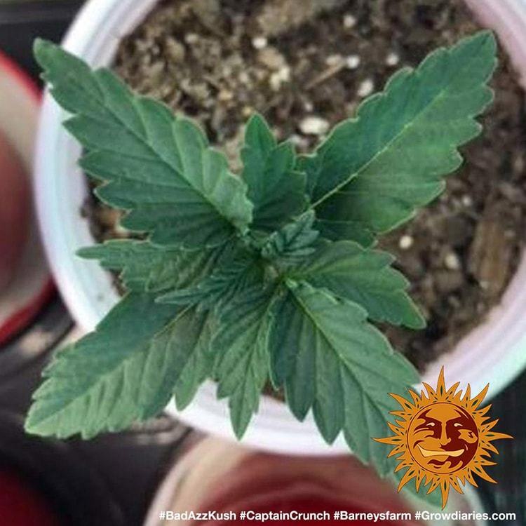Barney's Farm - Bad Azz Kush (fem.)