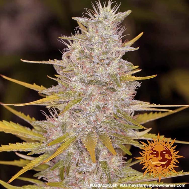 Barney's Farm - Bad Azz Kush (fem.)