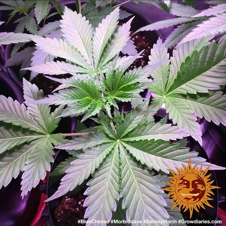 Barney's Farm - Blue Cheese aka Blueberry Cheese (fem.)