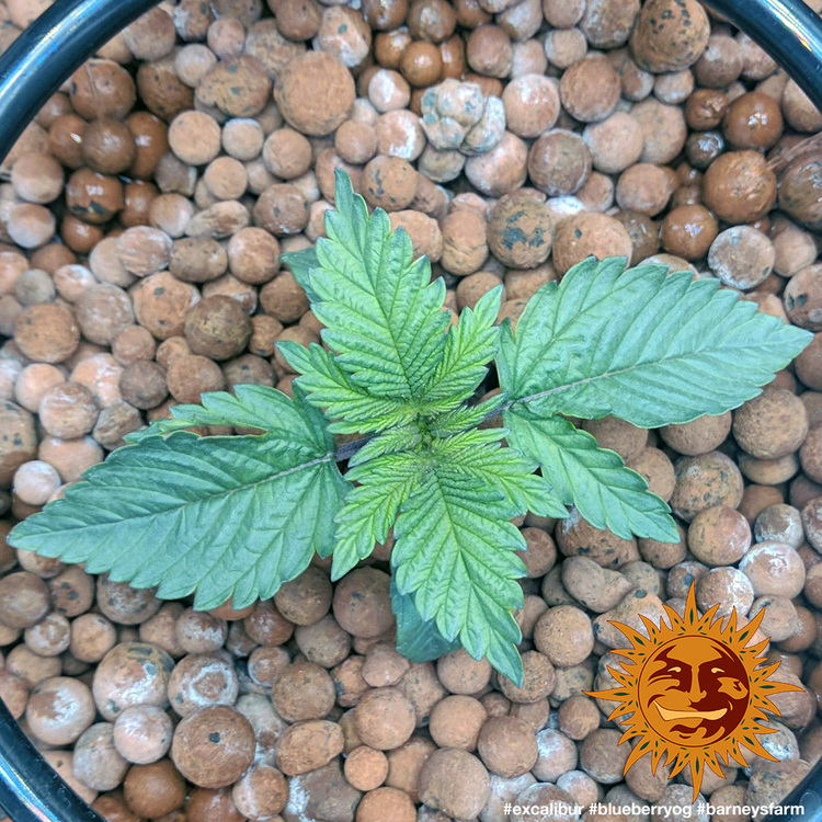 Barney's Farm - Blueberry OG (fem.)