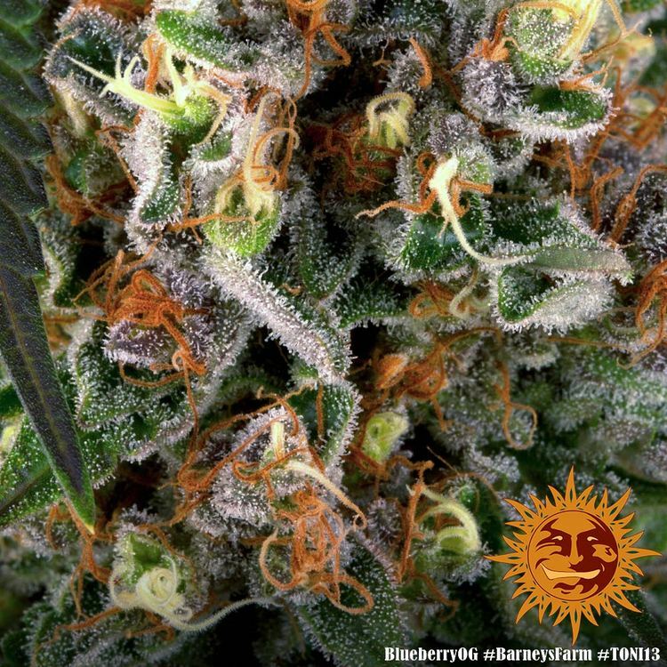 Barney's Farm - Blueberry OG (fem.)