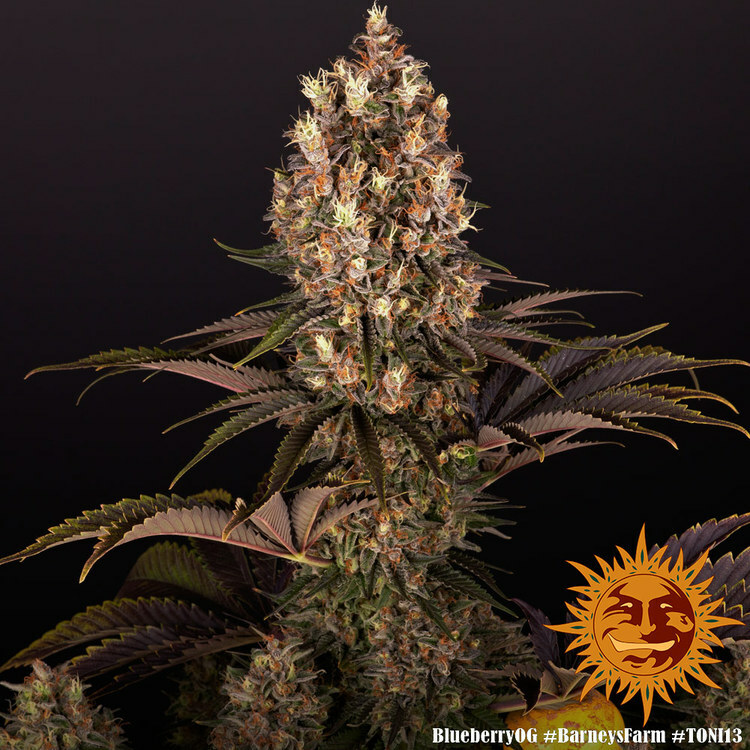 Barney's Farm - Blueberry OG (fem.)