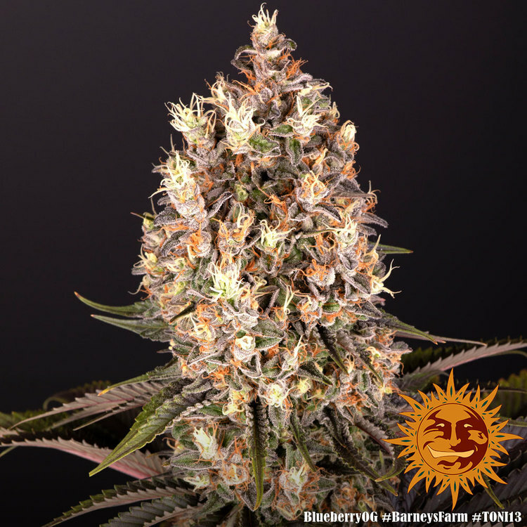 Barney's Farm - Blueberry OG (fem.)
