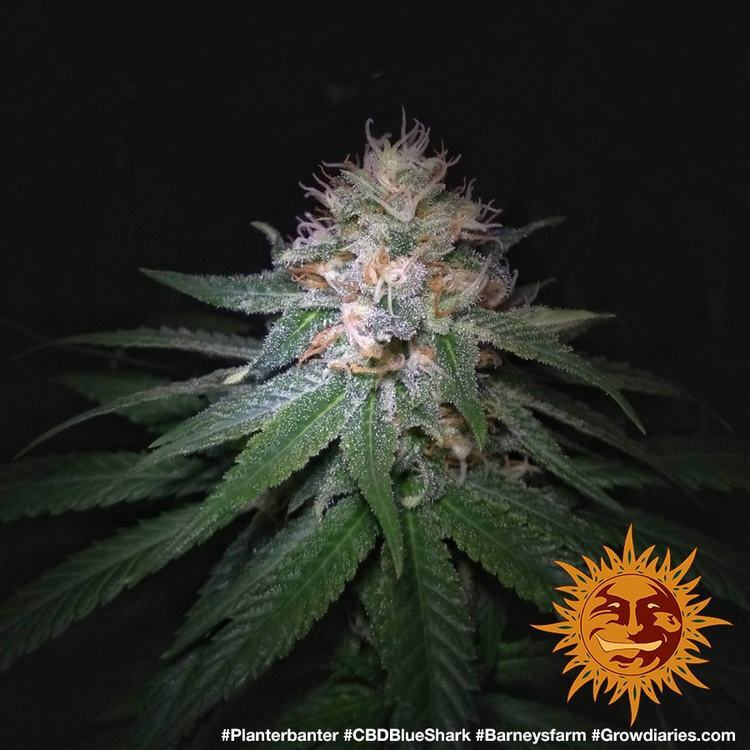 Barney's Farm - CBD Blue Shark (fem.)