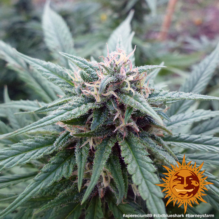 Barney's Farm - CBD Blue Shark (fem.)