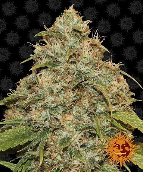 Barney's Farm - CBD Lemon Potion Auto (auto/fem.)