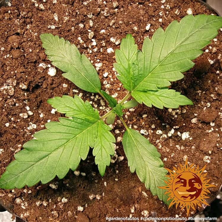 Barney's Farm - CBD Lemon Potion Auto (auto/fem.)