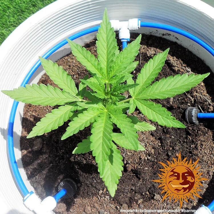 Barney's Farm - CBD Lemon Potion Auto (auto/fem.)