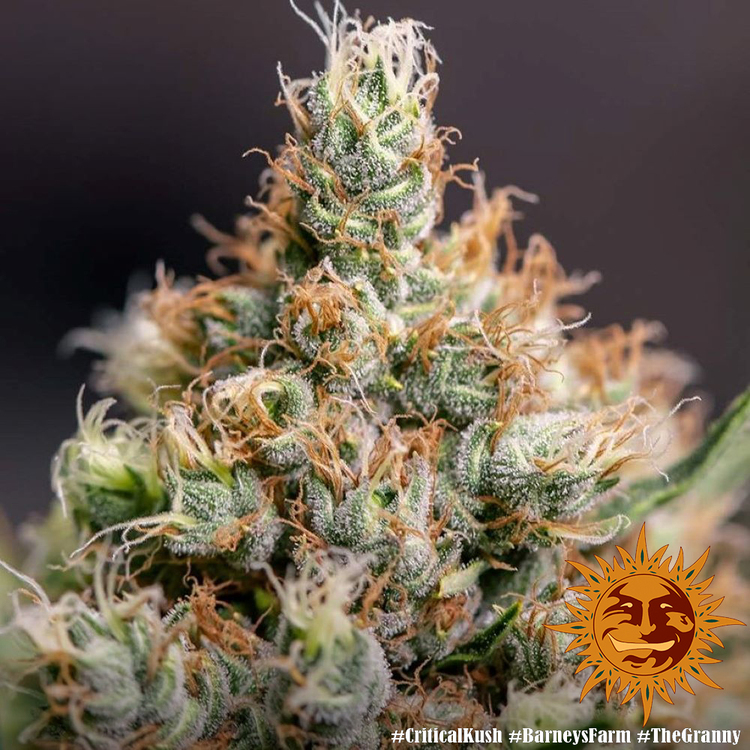 Barney's Farm - Critical Kush (fem.) 🏆