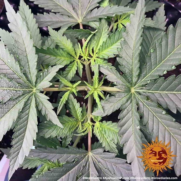 Barney's Farm - Ayahuasca Purple (fem.) Barney's Farm - Ayahuasca Purple (fem.)