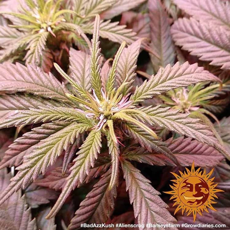 Barney's Farm - Bad Azz Kush (fem.)