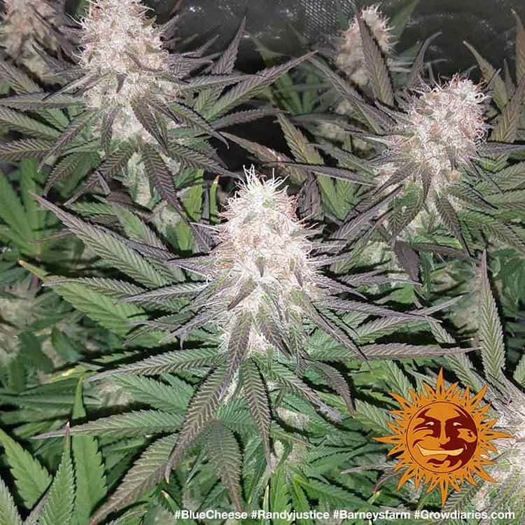 Barney's Farm - Blue Cheese aka Blueberry Cheese (fem.)