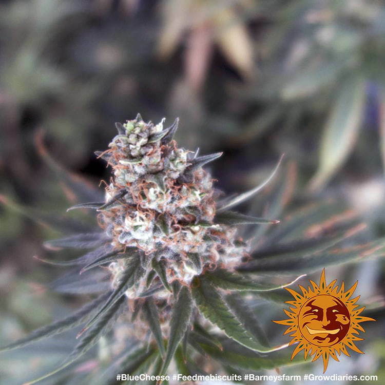 Barney's Farm - Blue Cheese aka Blueberry Cheese (fem.)