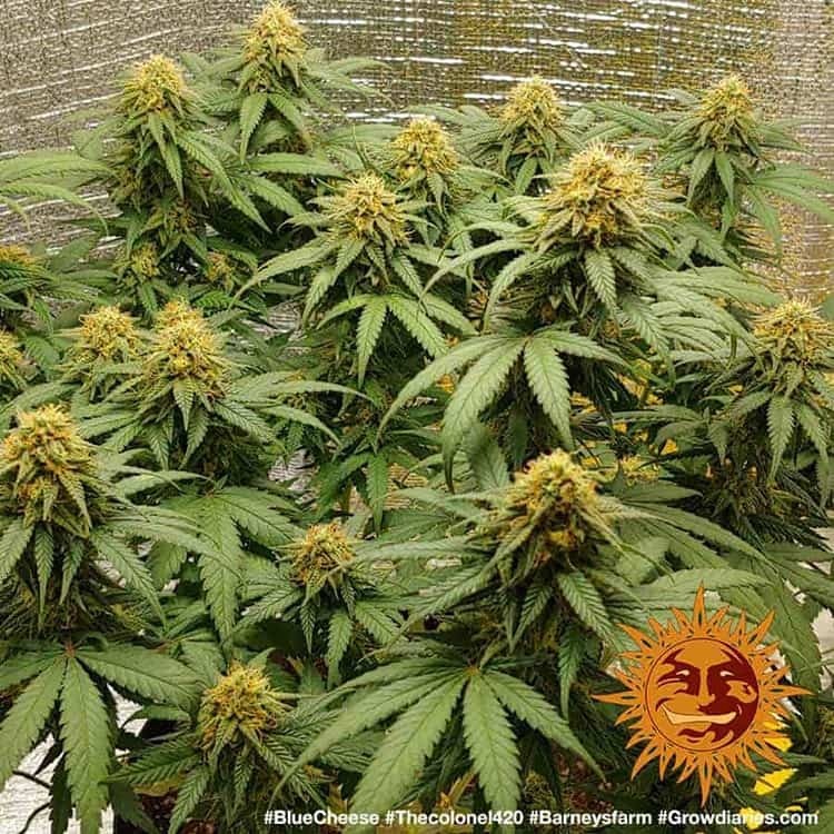 Barney's Farm - Blue Cheese aka Blueberry Cheese (fem.)
