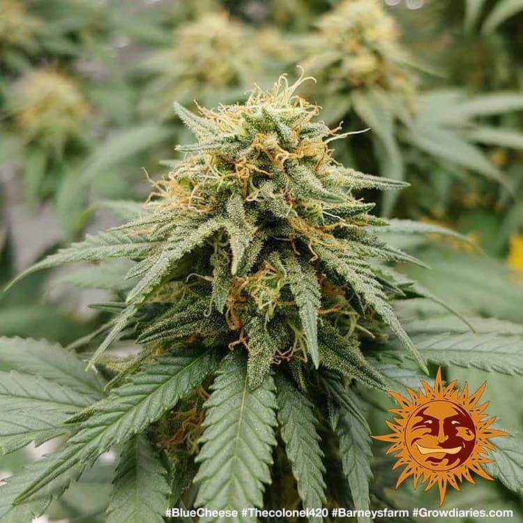 Barney's Farm - Blue Cheese aka Blueberry Cheese (fem.)
