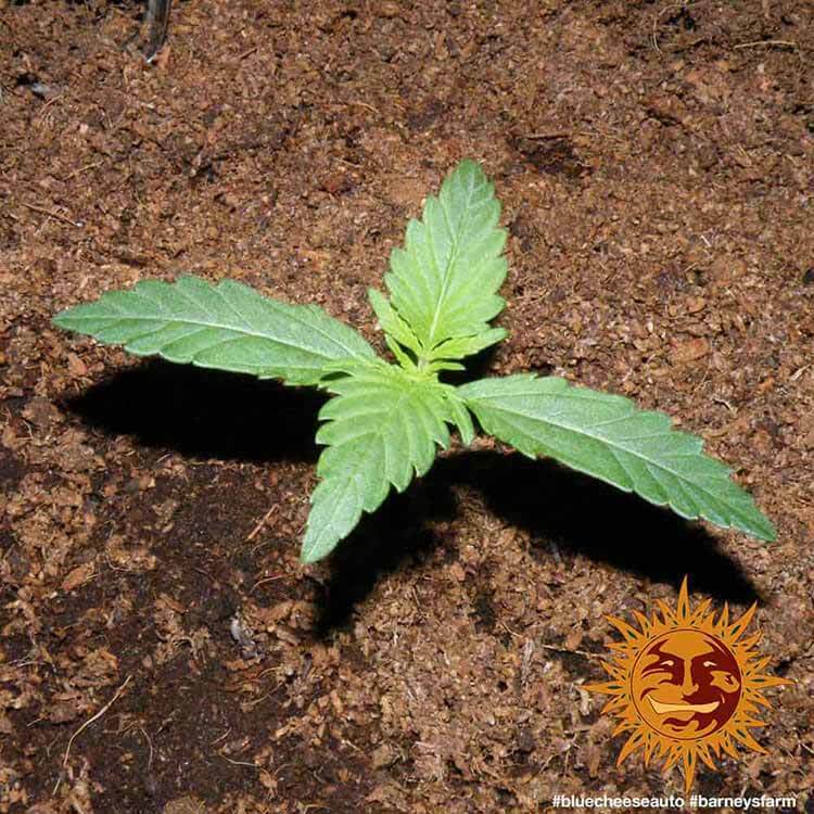 Barney's Farm - Blue Cheese Auto (auto/fem.)