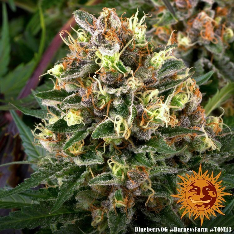 Barney's Farm - Blueberry OG (fem.)