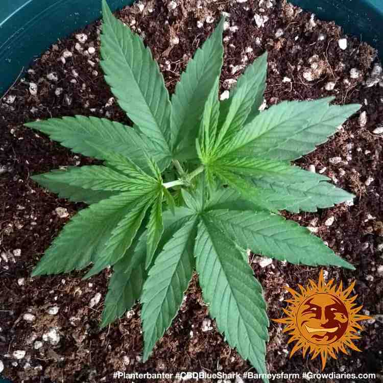 Barney's Farm - CBD Blue Shark (fem.)