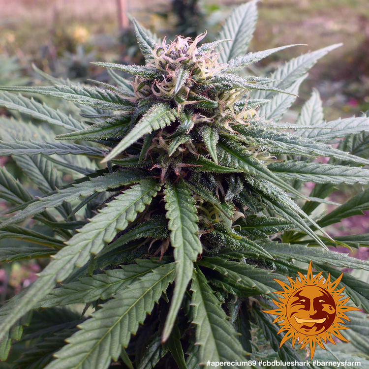 Barney's Farm - CBD Blue Shark (fem.)