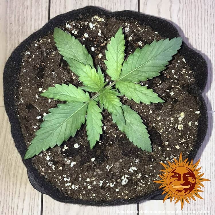 Barney's Farm - CBD Lemon Potion Auto (auto/fem.)