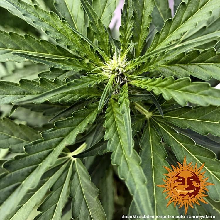 Barney's Farm - CBD Lemon Potion Auto (auto/fem.)