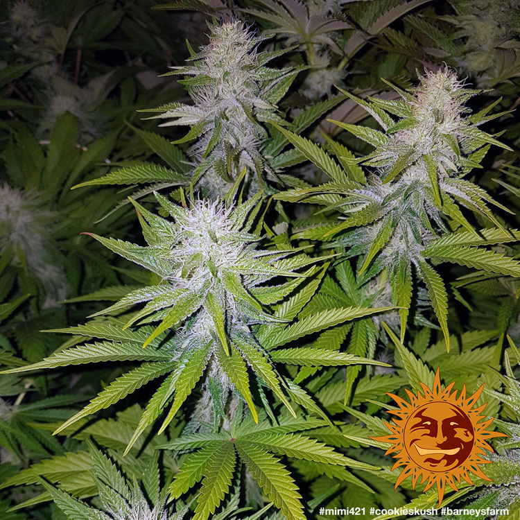 Barney's Farm - Cookies Kush (fem.)