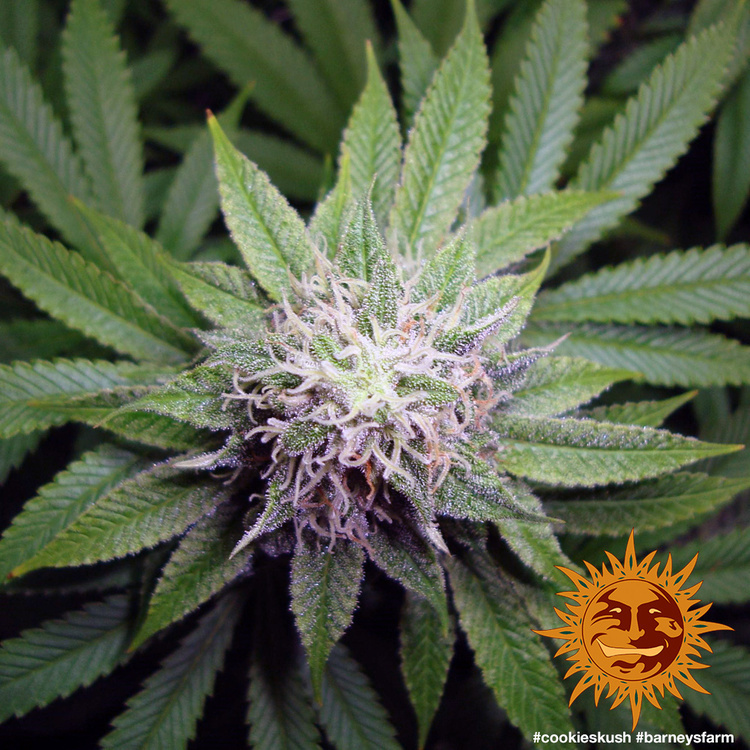 Barney's Farm - Cookies Kush (fem.)