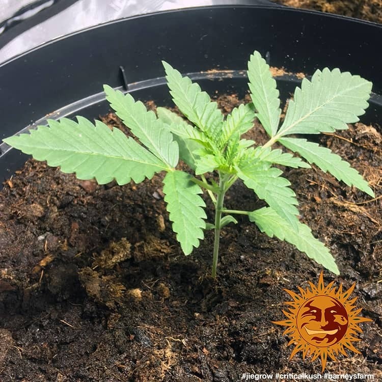 Barney's Farm - Critical Kush (fem.) 🏆