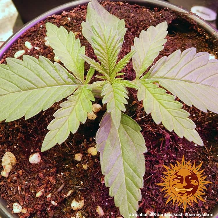 Barney's Farm - Critical Kush (fem.) 🏆