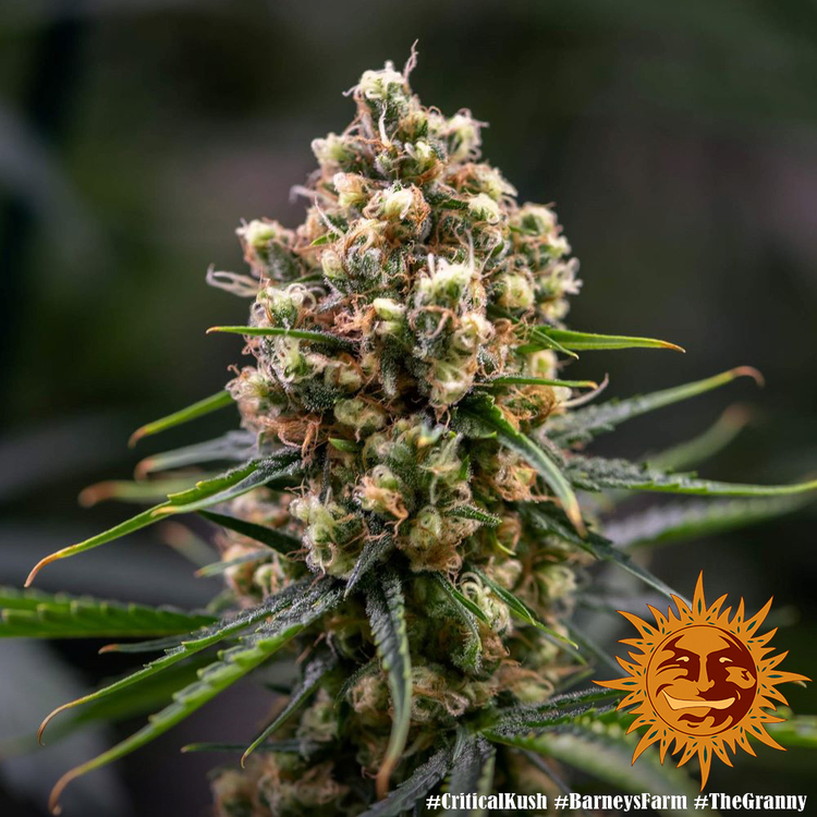 Barney's Farm - Critical Kush (fem.) 🏆