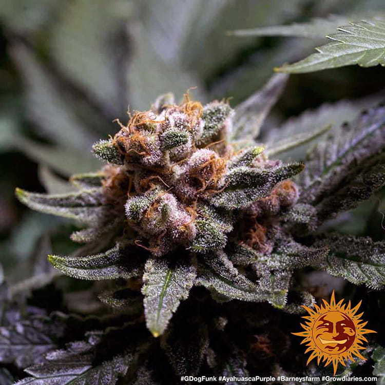 Barney's Farm - Ayahuasca Purple (fem.) Barney's Farm - Ayahuasca Purple (fem.)