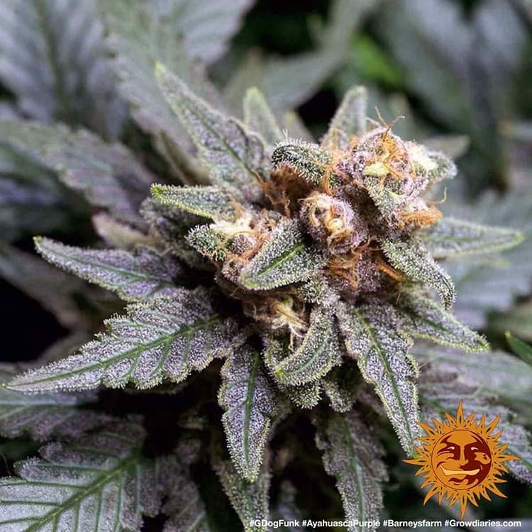 Barney's Farm - Ayahuasca Purple (fem.) Barney's Farm - Ayahuasca Purple (fem.)