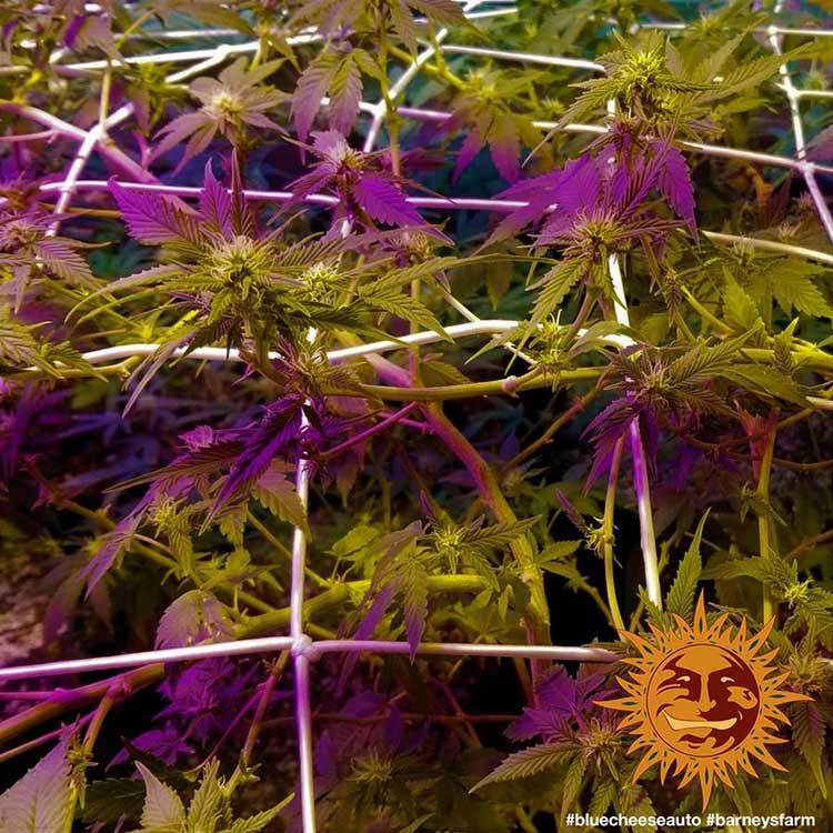 Barney's Farm - Blue Cheese Auto (auto/fem.)