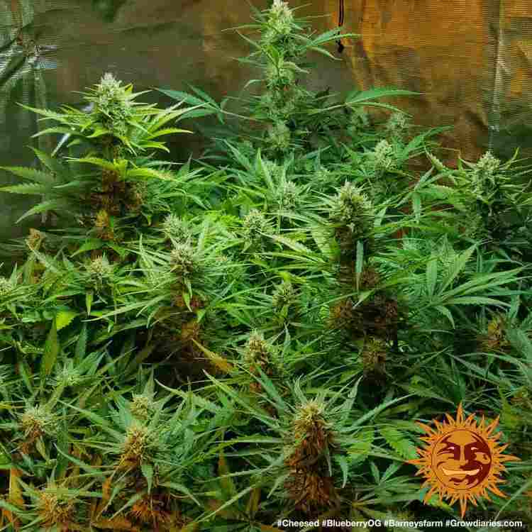 Barney's Farm - Blueberry OG (fem.)