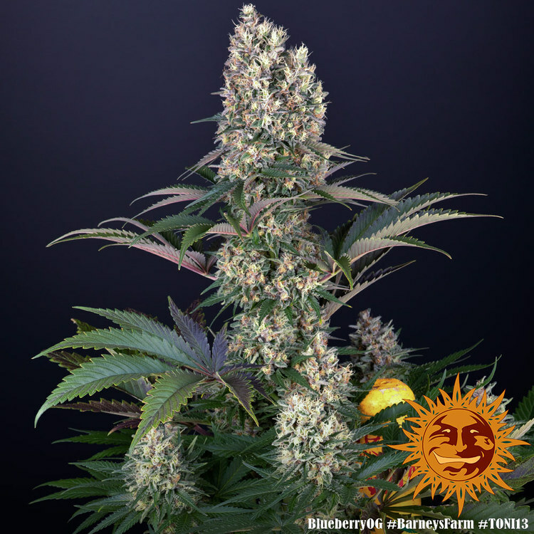 Barney's Farm - Blueberry OG (fem.)