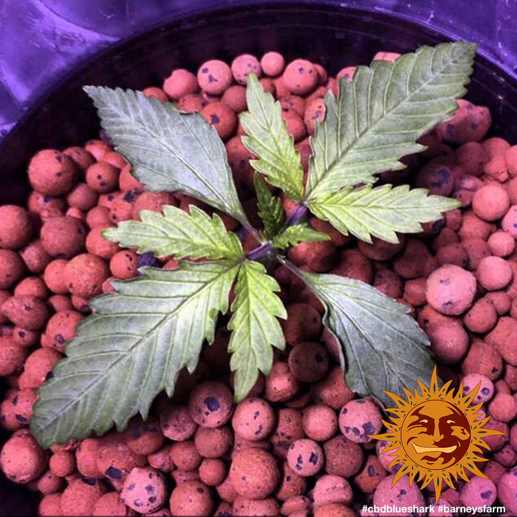 Barney's Farm - CBD Blue Shark (fem.)